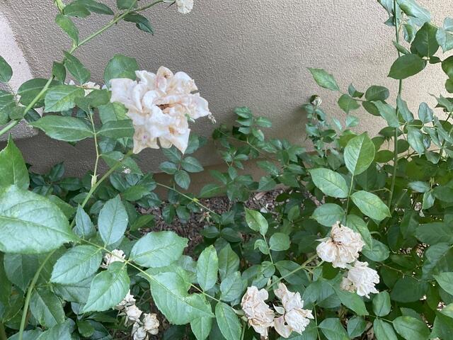 Common Causes of a Failing Stem Wall: How Overwatering Plants Can Damage Your Concrete Stem Wall in Scottsdale, AZ