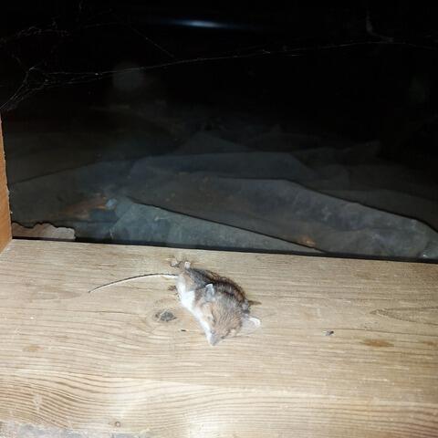 Bad Crawl Space: Paradise for rodents and insects