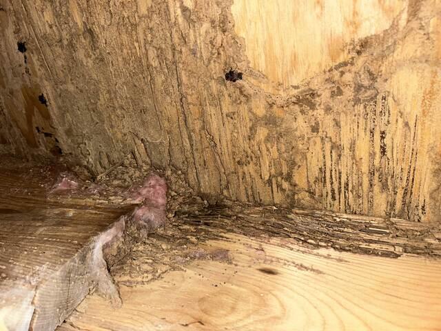 Rotting Wood