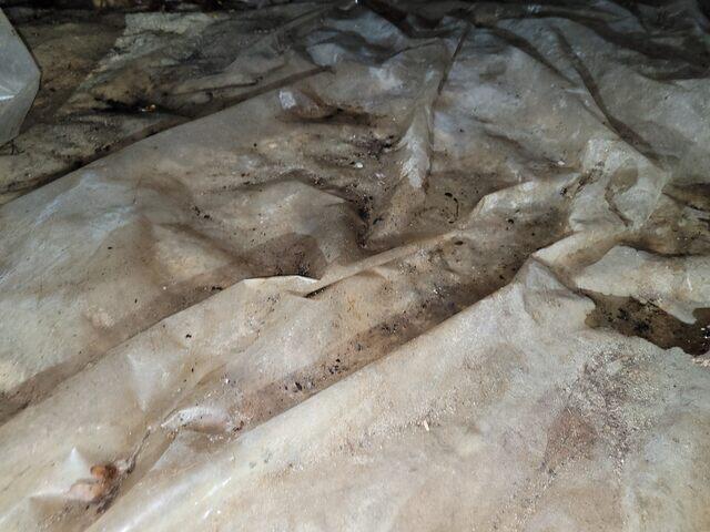 Mold in Standing Water