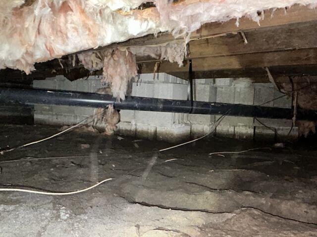 Mold on Walls