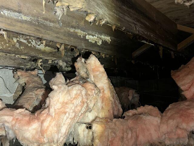 Rotting Wood