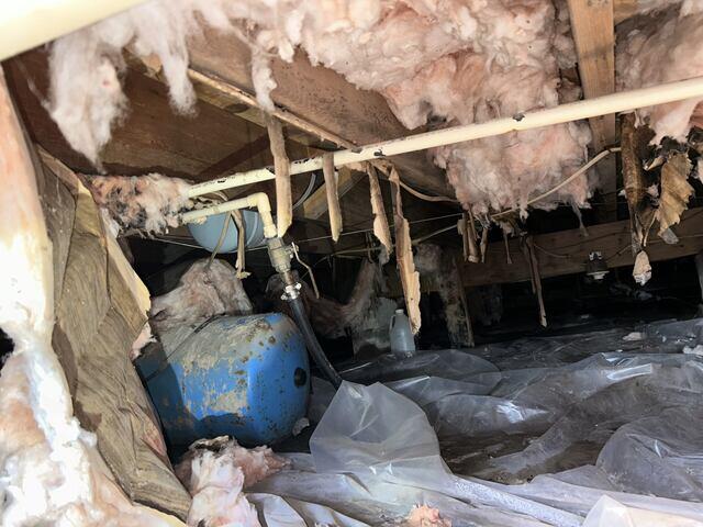 Mold, Rotted wood, and Insulation.