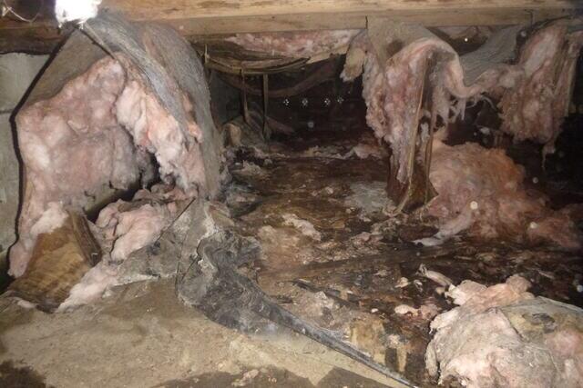 Destruction in the Crawl Space
