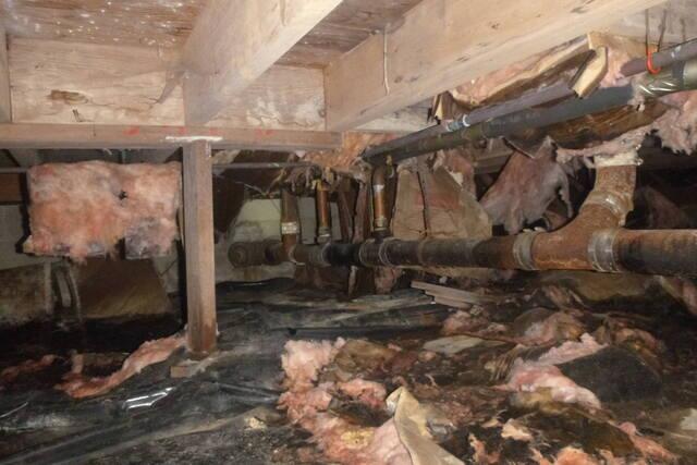 White Mold on Rafters