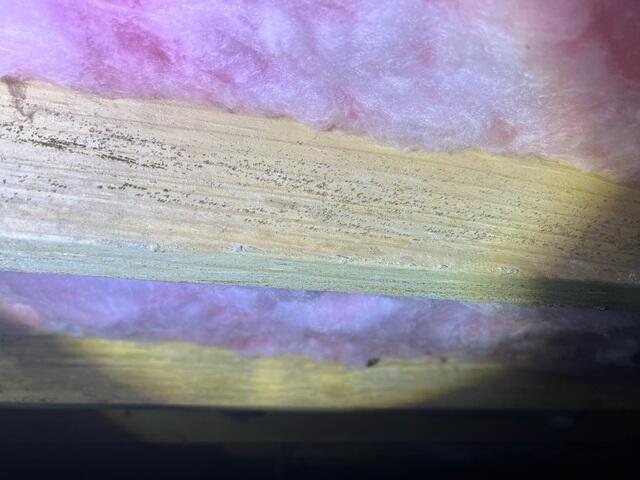 Mold Growth on Wood Joists