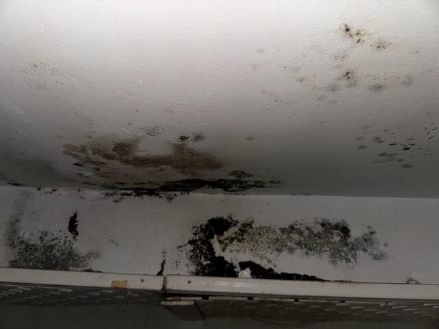 Mold from Water Damage