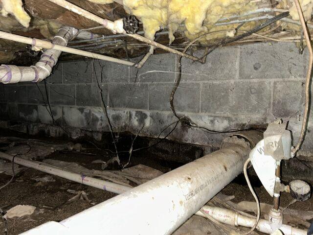 Mold on Walls