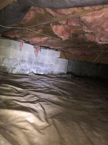 Mold Growth on Walls