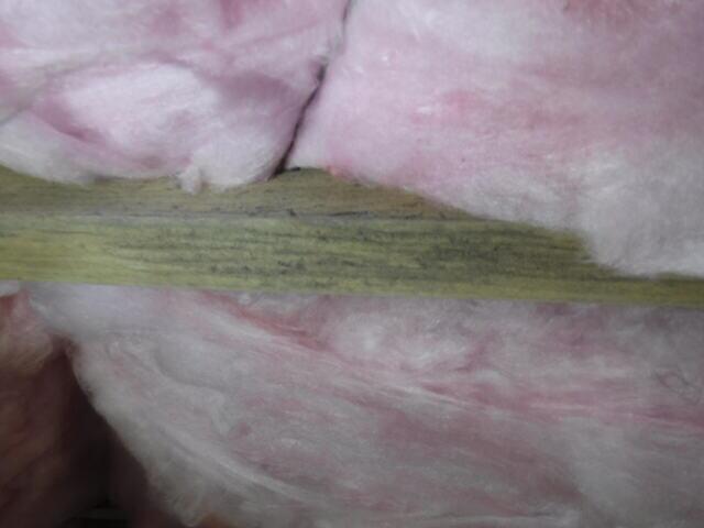 Mold on Wood
