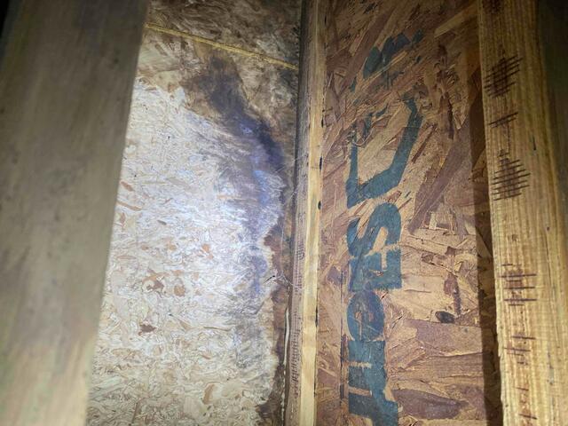 Wood Rot
