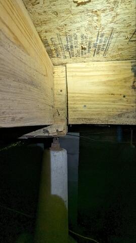 Mold on Joists