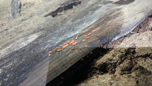Orange Mold Spores