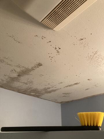 So Much Mold