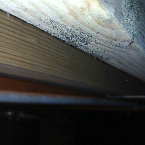Mold Growth