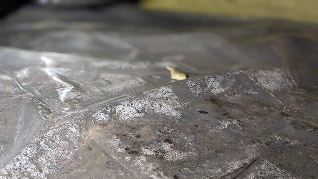 Mold Living on Old Liner