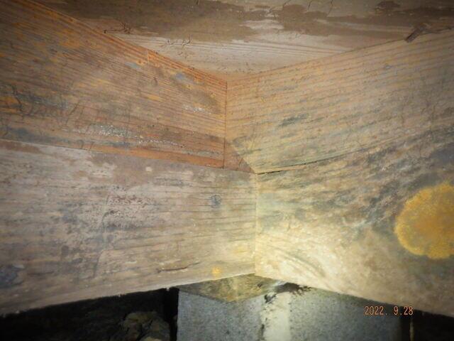 Black Mold