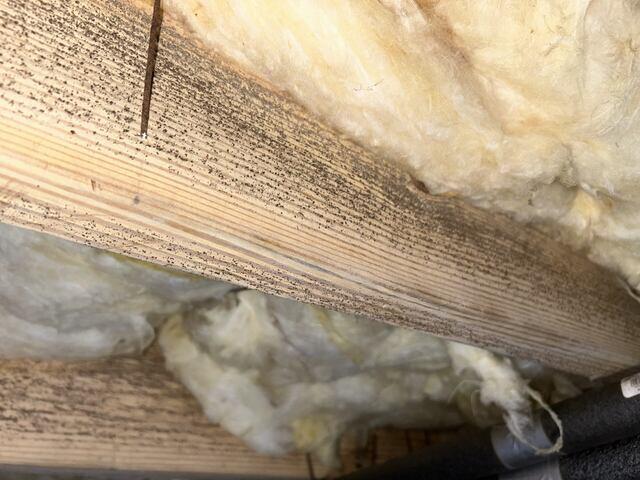 Black Mold