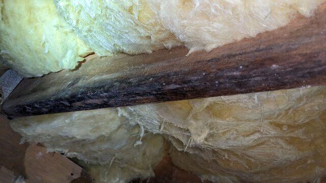 Black Mold