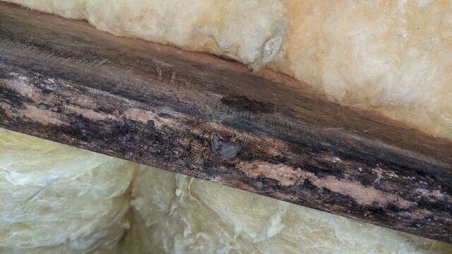 Mold Black Mold