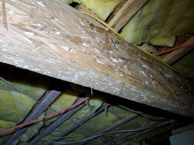 Mold