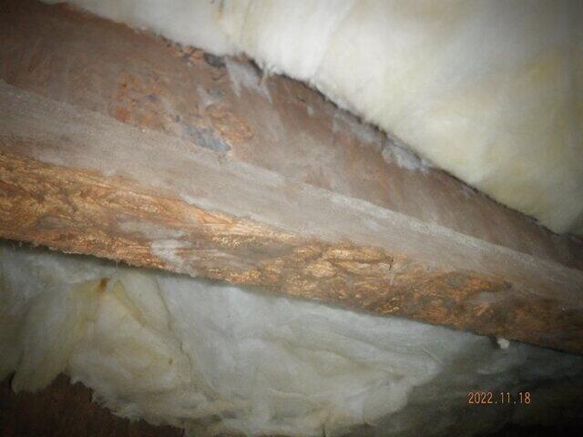 Black Mold