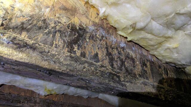 Mold/Mildew
