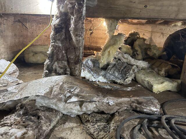 Black Mold on Insulation