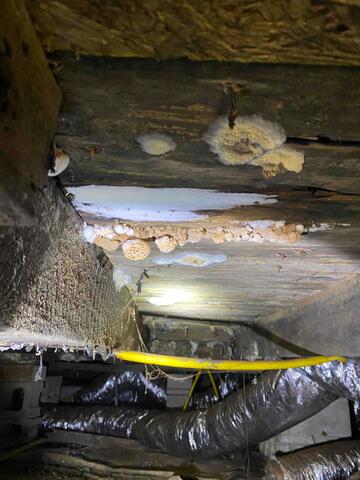 Strategy to Tackle Mold
