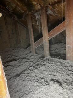 Dense Cellulose