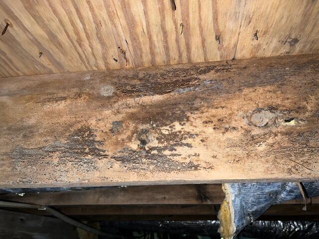 Moldy Floor Joists