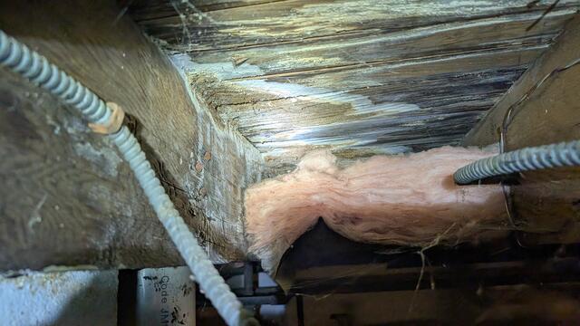 Mold Growing Everywhere