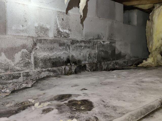 Signs of Water and Mold