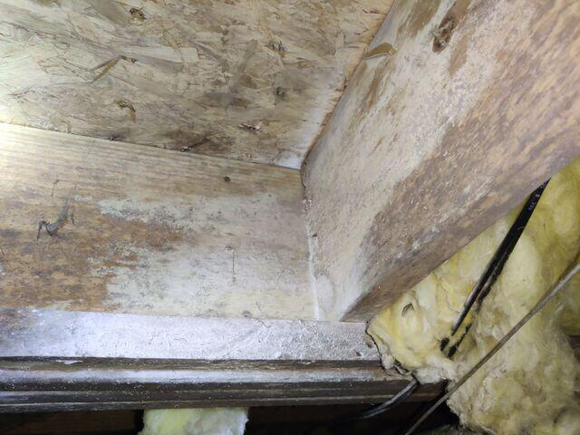 Moldy Floor Joists