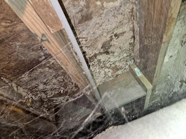 Mold Growth