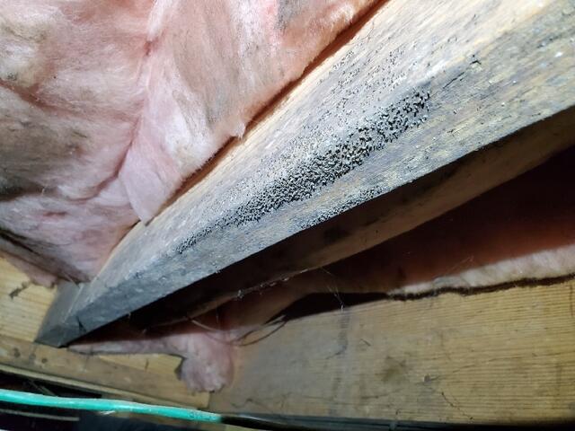 Mold Growth