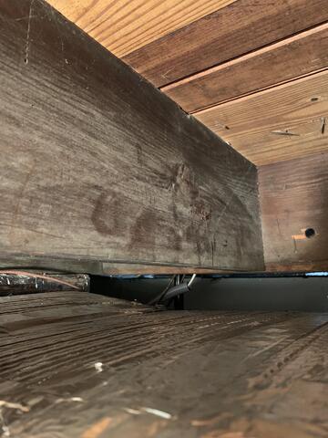 Mold Loves Wood