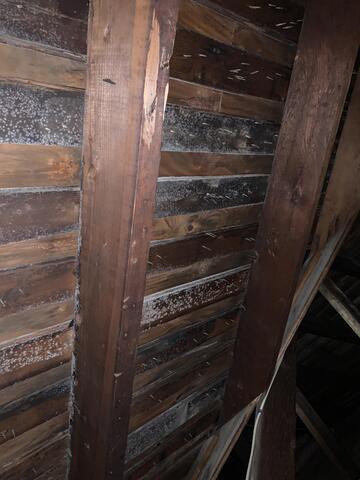 Mold Caked Roof Deck