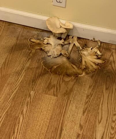 Mushrooms big enough to eat, in Windsor, CT