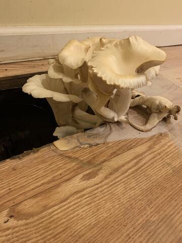 Oyster Mushrooms!