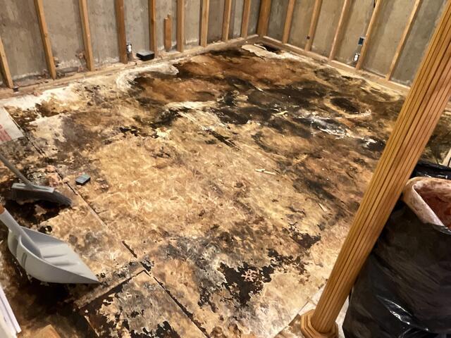 Black Mold Thriving in Windosr, CT