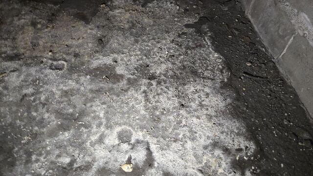 Mold and Mildew Development