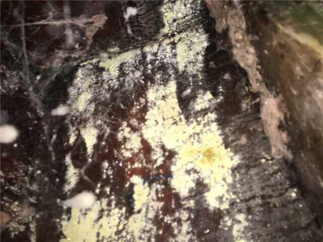 Along the Wood Water Damage was Evident