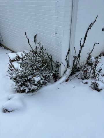 Snowy Times