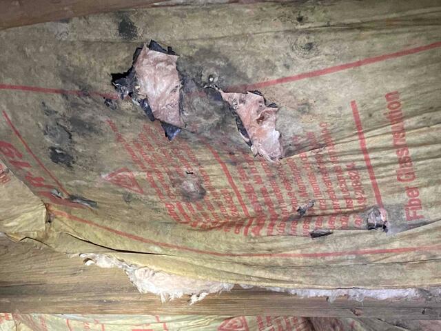 Moldy Glass Wool Insulation