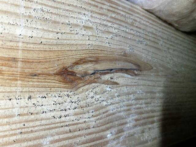Mold growing on wood