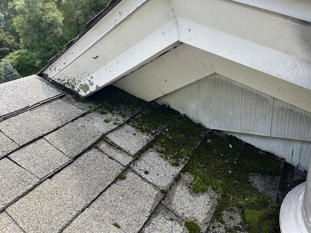Before: Moss Galore