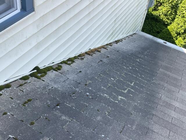 Before: Moss on the Side