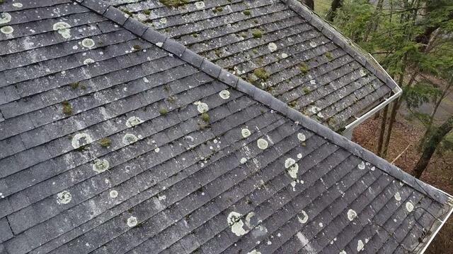 Before: Moss & Lichen Takeover