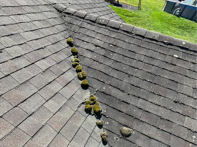Before: Moss Balls